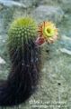 Cactus Near Chosica